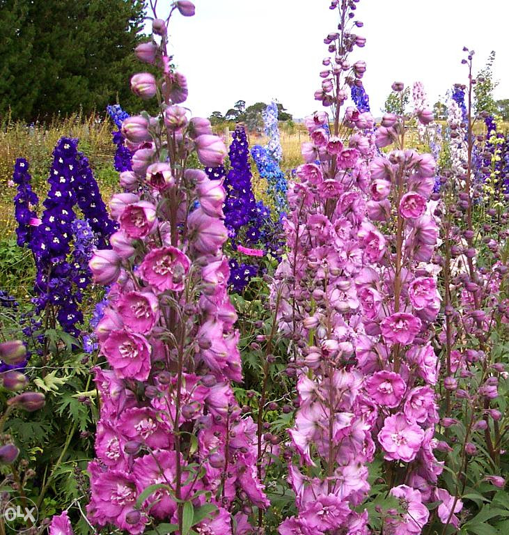 Džinovski Kokotić Kokotac (Delphinium) ~40+ sjemenki