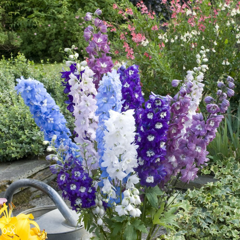 Džinovski Kokotić Kokotac (Delphinium) ~40+ sjemenki