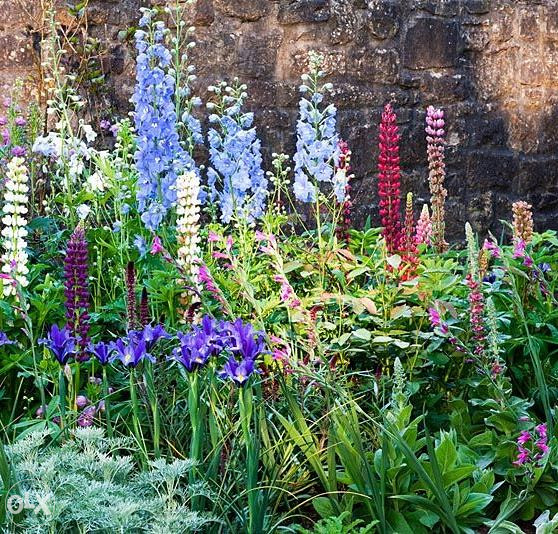 Džinovski Kokotić Kokotac (Delphinium) ~40+ sjemenki