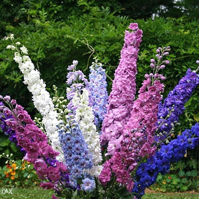 Džinovski Kokotić Kokotac (Delphinium) ~40+ sjemenki