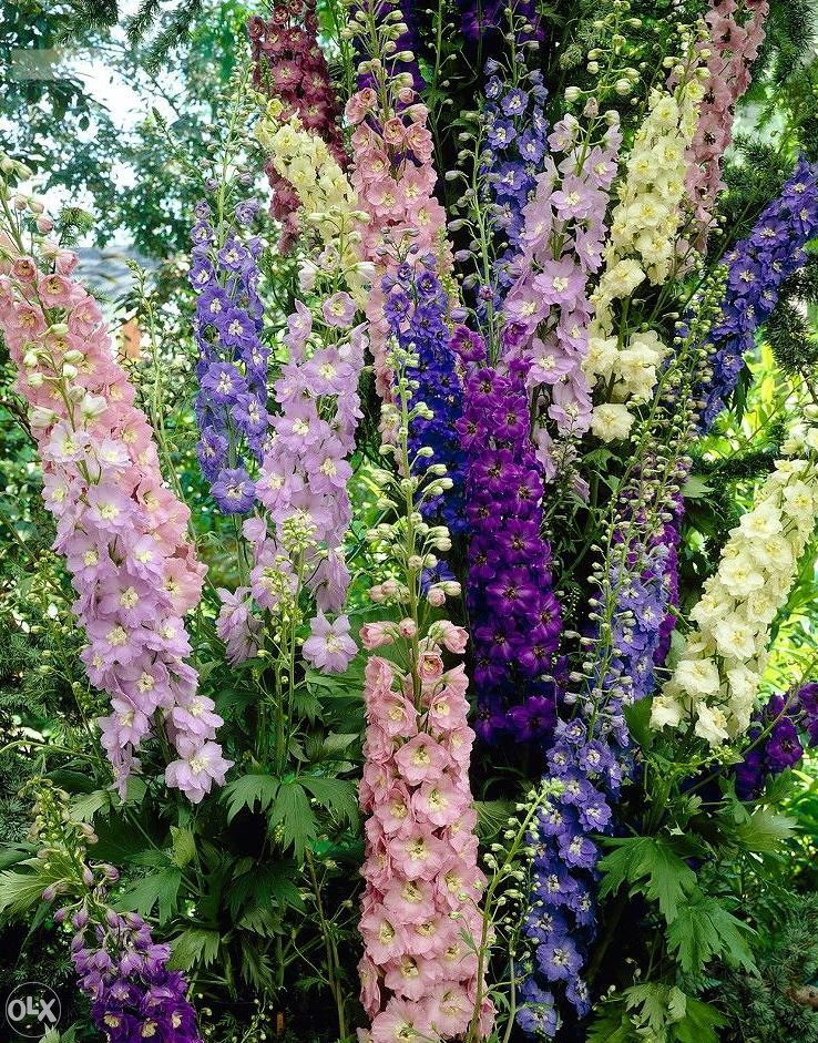 Džinovski Kokotić Kokotac (Delphinium) ~40+ sjemenki