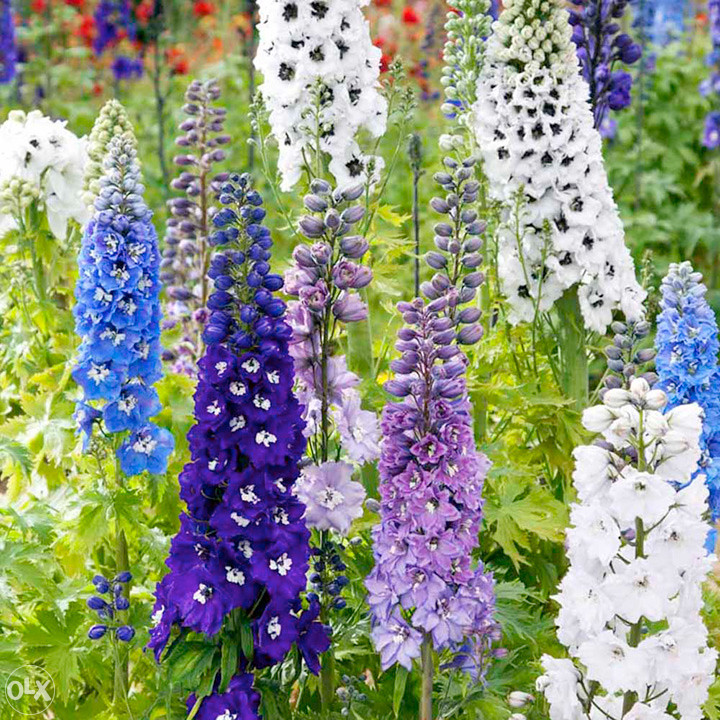 Džinovski Kokotić Kokotac (Delphinium) ~40+ sjemenki