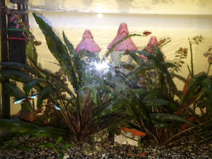 AKCIJA! Biljka kripta za akvarijum, 15-20 cm