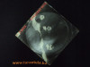 The Nice LP / Gramofonska ploča !!!