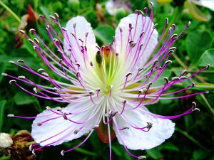 Kapari, kapar, kapri, capri (Capparis) ~20+ sjemenki