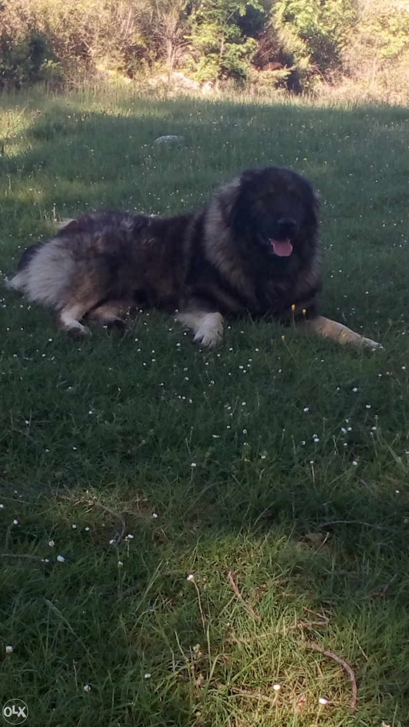 musko kuce sarplaninac Psi i Štenad