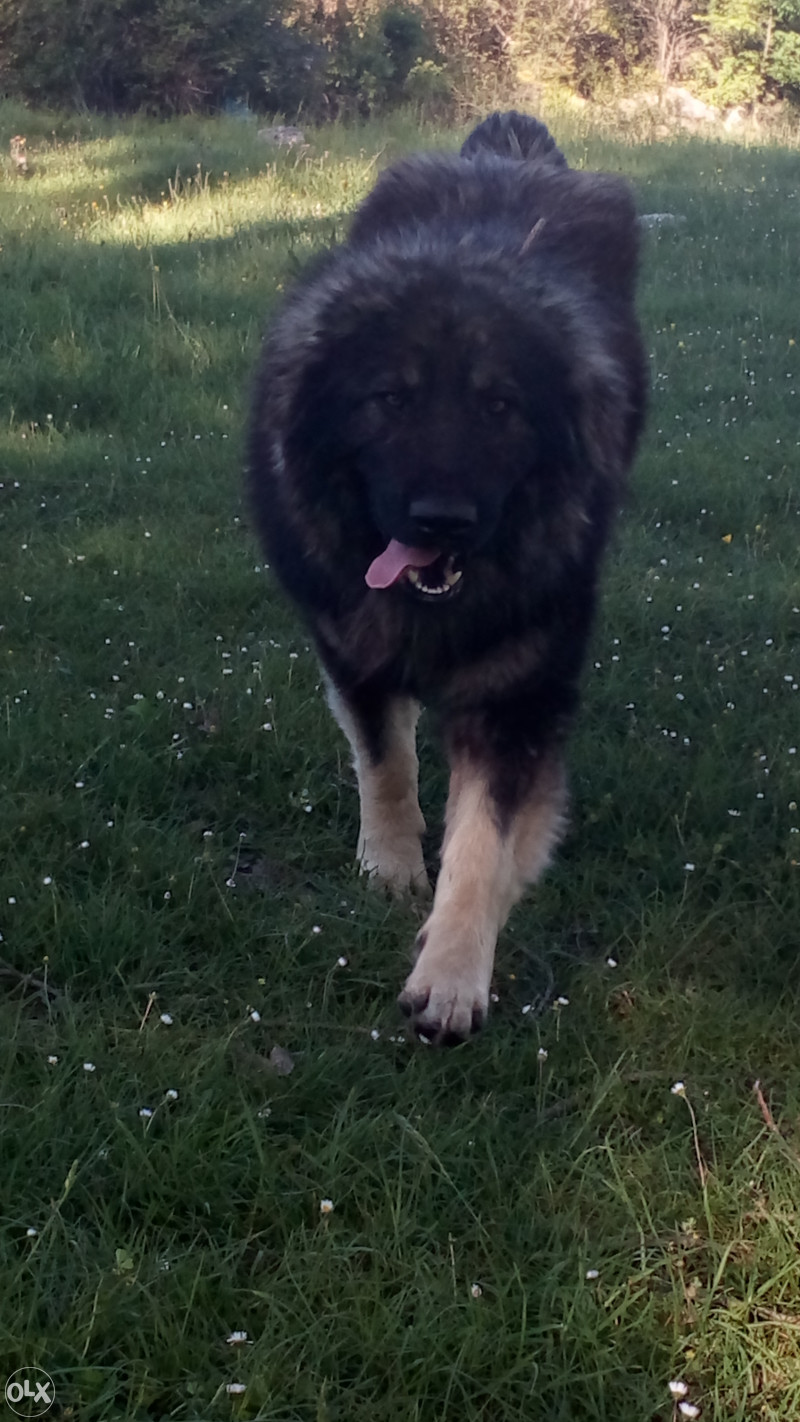 musko kuce sarplaninac Psi i Štenad