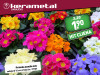 Primula acaulis mix