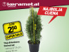 Thuja Brilantisima (Holmstrup)