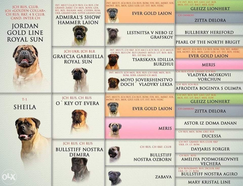 Pas Bullmastiff stene