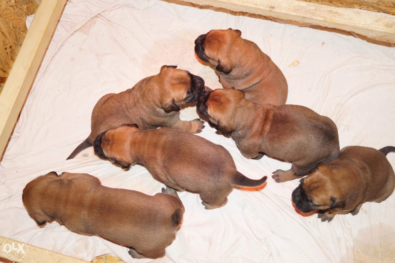 Pas Bullmastiff stene