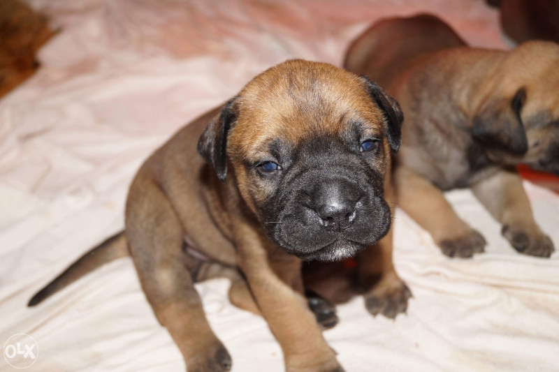 Pas Bullmastiff stene
