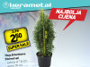 Thuja Brilantisima (Holmstrup)
