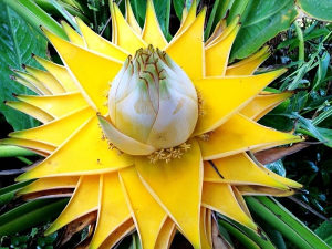 NOVO...NOVO: Kineska zuta banana (musella lasiocarpa)