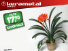 Clivia, 50 cm