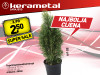 Thuja Brilantisima(Holmstrup)