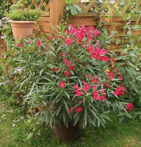 Olijander (nerium oleander) sadnice