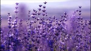 Lavanda - Suhi cvijet - Čaj Lavande