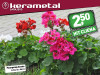 Pelargonija Zonale