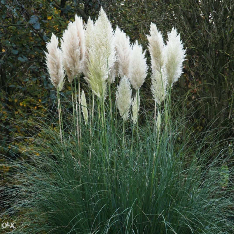Cortaderia selloana (pampas trava) sadnice