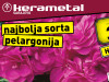Pelargonija Peltatum i Zonale