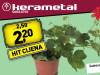 Sadnice cvijeća Pelargonije M