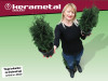Thuja brilantisina (holmstrup)