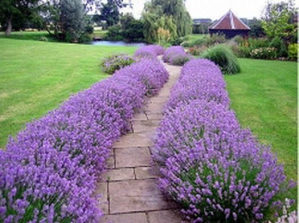 Jesenska akcija...LAVANDA