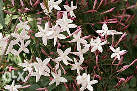 Spanjolski jasmin lozica