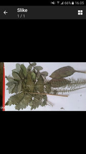 herbarijum presovane biljke