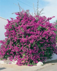 Bugenvilia tamno-ljubicasta