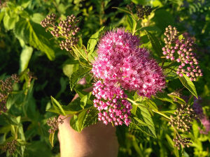 Spirea roza