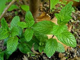 Menta