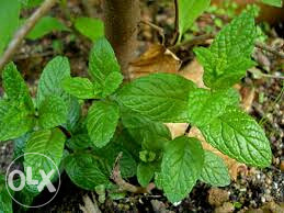 Menta