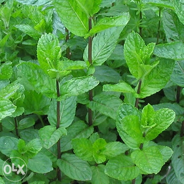 Menta