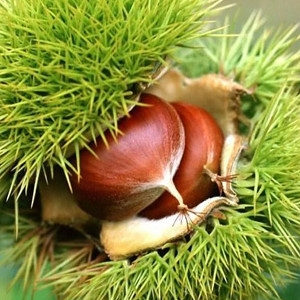Pitomi kesten (castanea sativa) sadnice