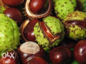 Divlji kesten (aesculus hippocastanum) sadnice
