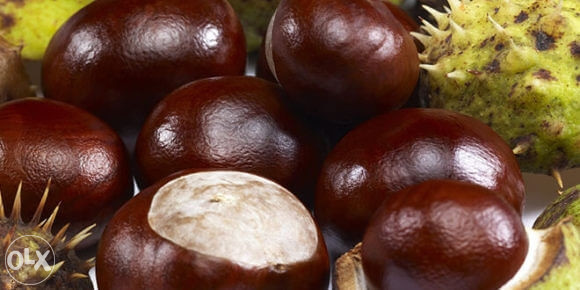 Divlji kesten (aesculus hippocastanum) sadnice