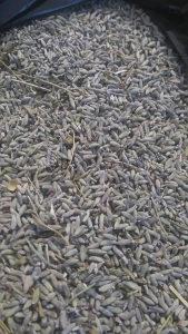 Lavanda suvi cvijet