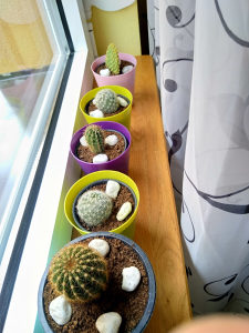 Ukrasni kaktusi (razne vrste)