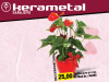 Anthurium an mix