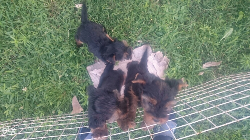 Pse rase bison,maltezer,jorksirski terijer,morki,mops
