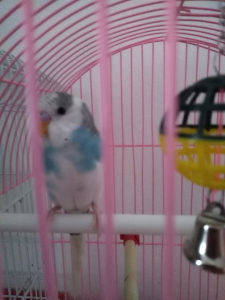 Tigrice