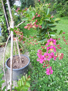 Indijski jorgovan (lagerstroemia indica)