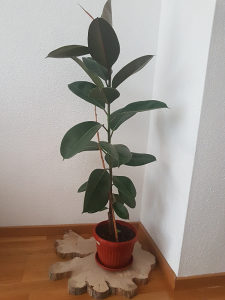 Akcija Cvijet Fikus visine preko 100 cm