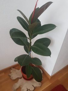 Cvijet fikus lijep i njegovan visine 100 cm+GRATISaloja
