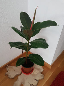 Cvijet Fikus visine 80 cm