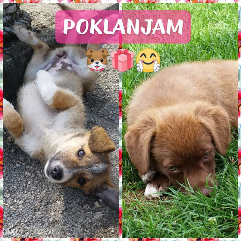 Poklanjam stene stence stenad psa