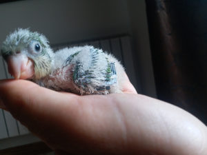 Papagaj ručno hranjene Kaluđerice