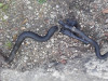 Peugeot 207 1.6HDI termostat